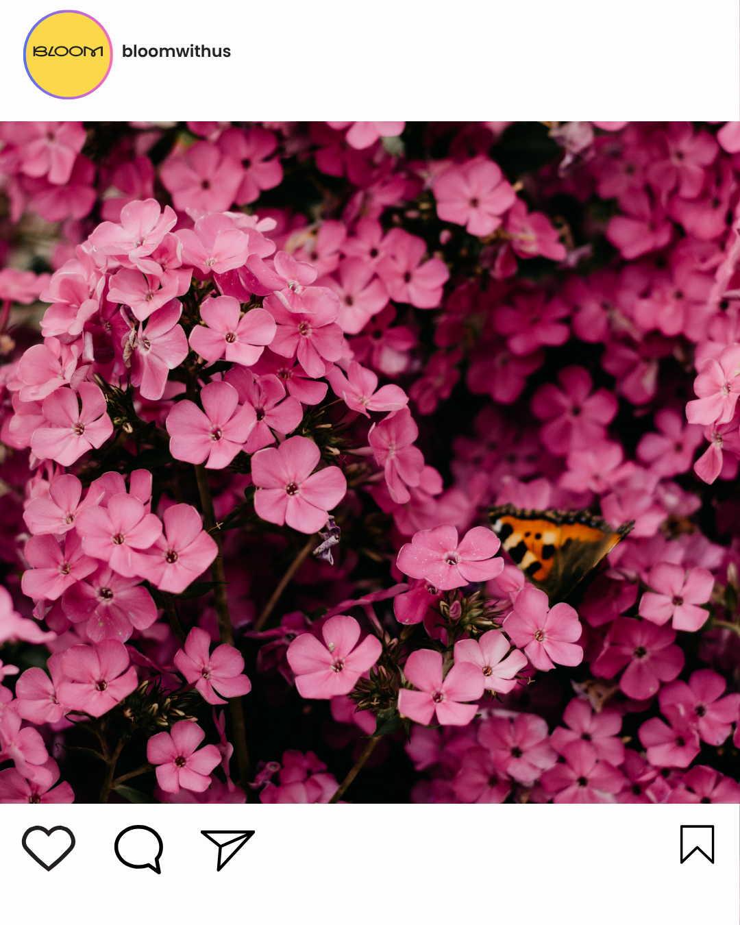 Pink flowers close up