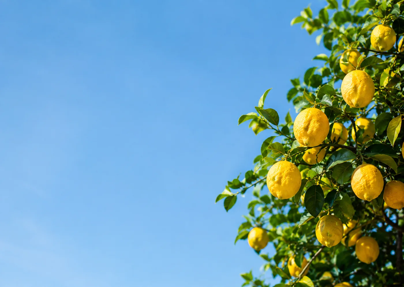 Sunlit lemon tree branches against a clear blue sky.